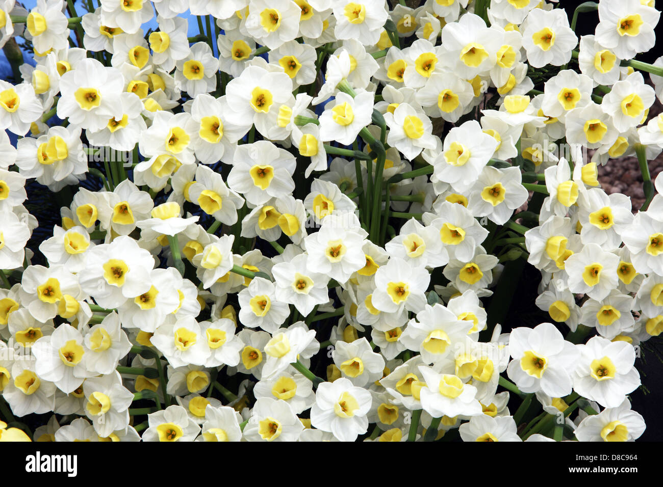Valanga di narciso mostrato al RHS Chelsea Flower Show 2013 Foto Stock