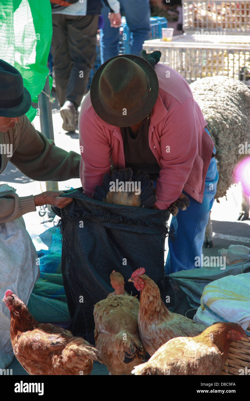 I polli per la vendita su un mercato in Ecuador Foto Stock