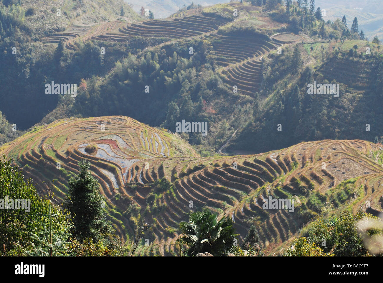 Il Longsheng terrazze di riso, Guilin, Guangxi, Cina del Sud Foto Stock