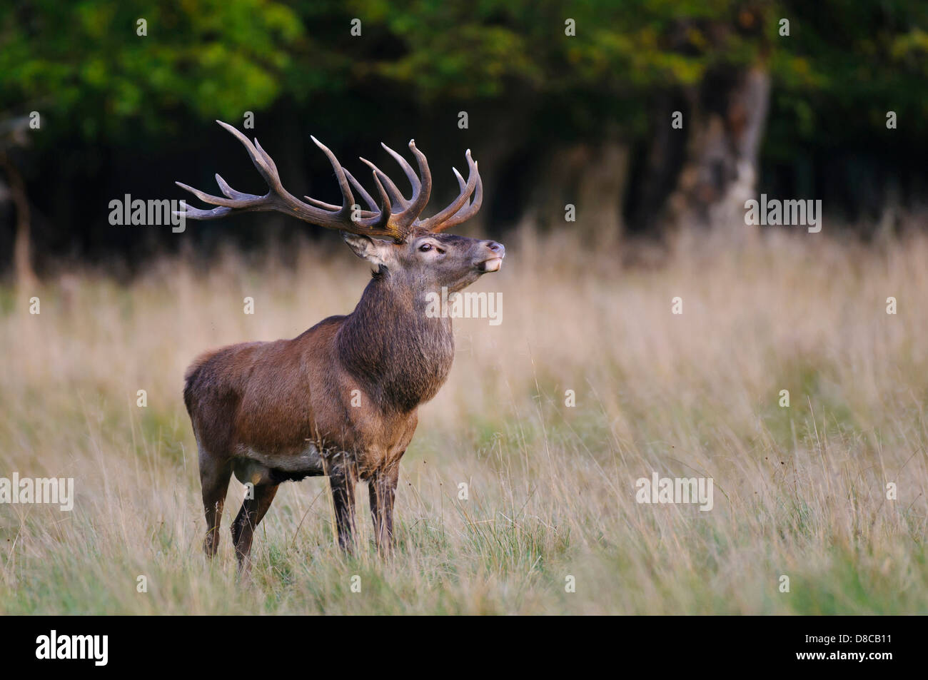 Cervi, maschio, solchi stagione, Cervus elaphus, Klampenborg, Danimarca, Foto Stock