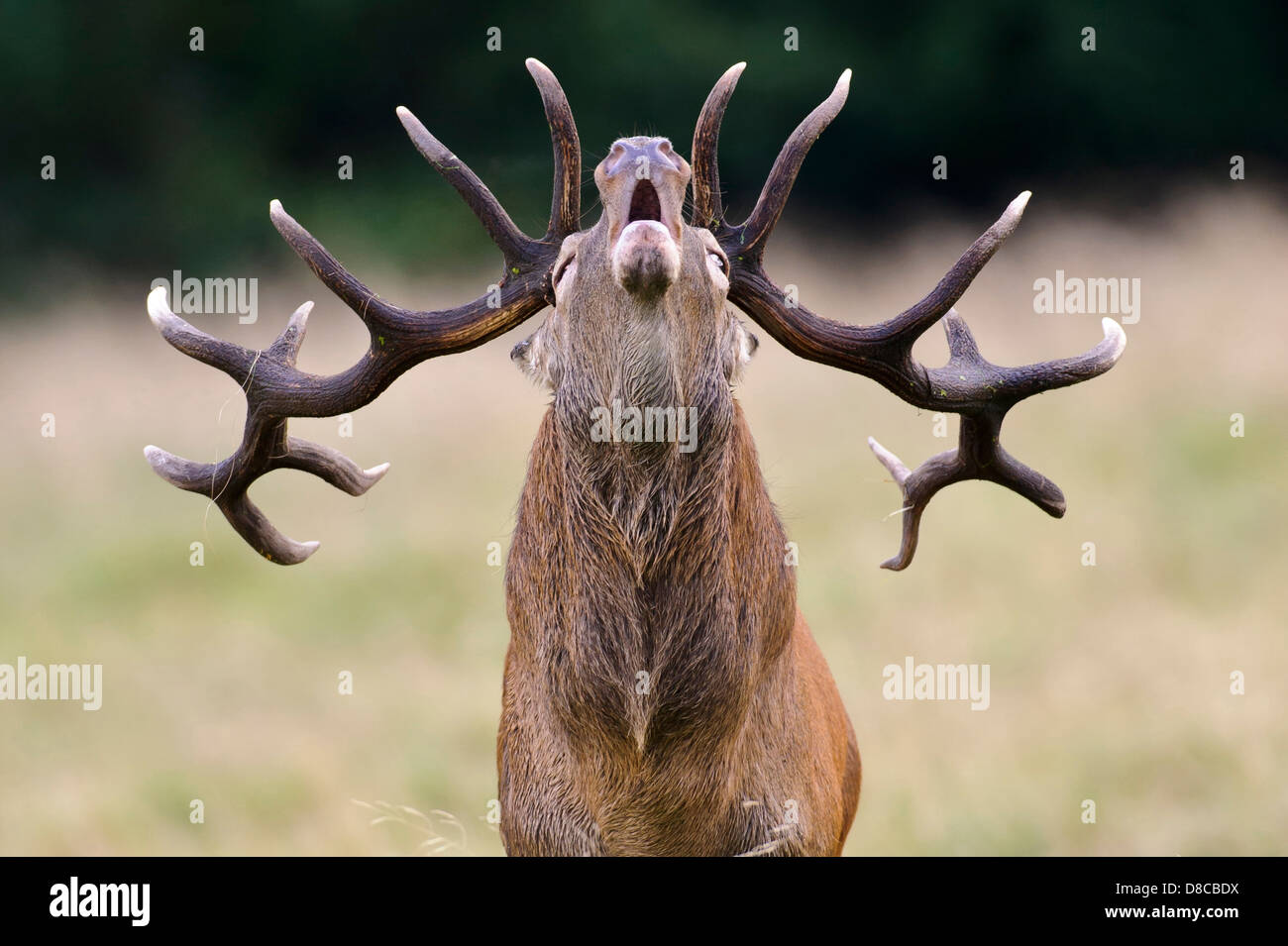 Cervi, maschio, solchi stagione, Cervus elaphus, Klampenborg, Danimarca, Foto Stock