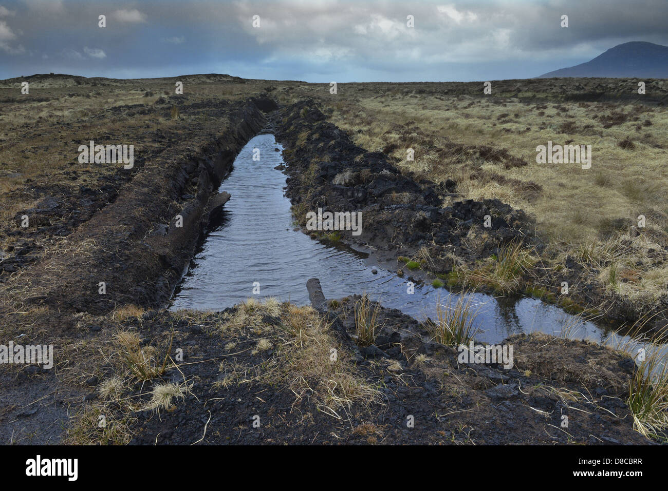 Irish Bog Sphagnum moss rilascia composti che preservare il tessuto umano, come il muschio decade, diventa la torba che può essere bruciato. Foto Stock