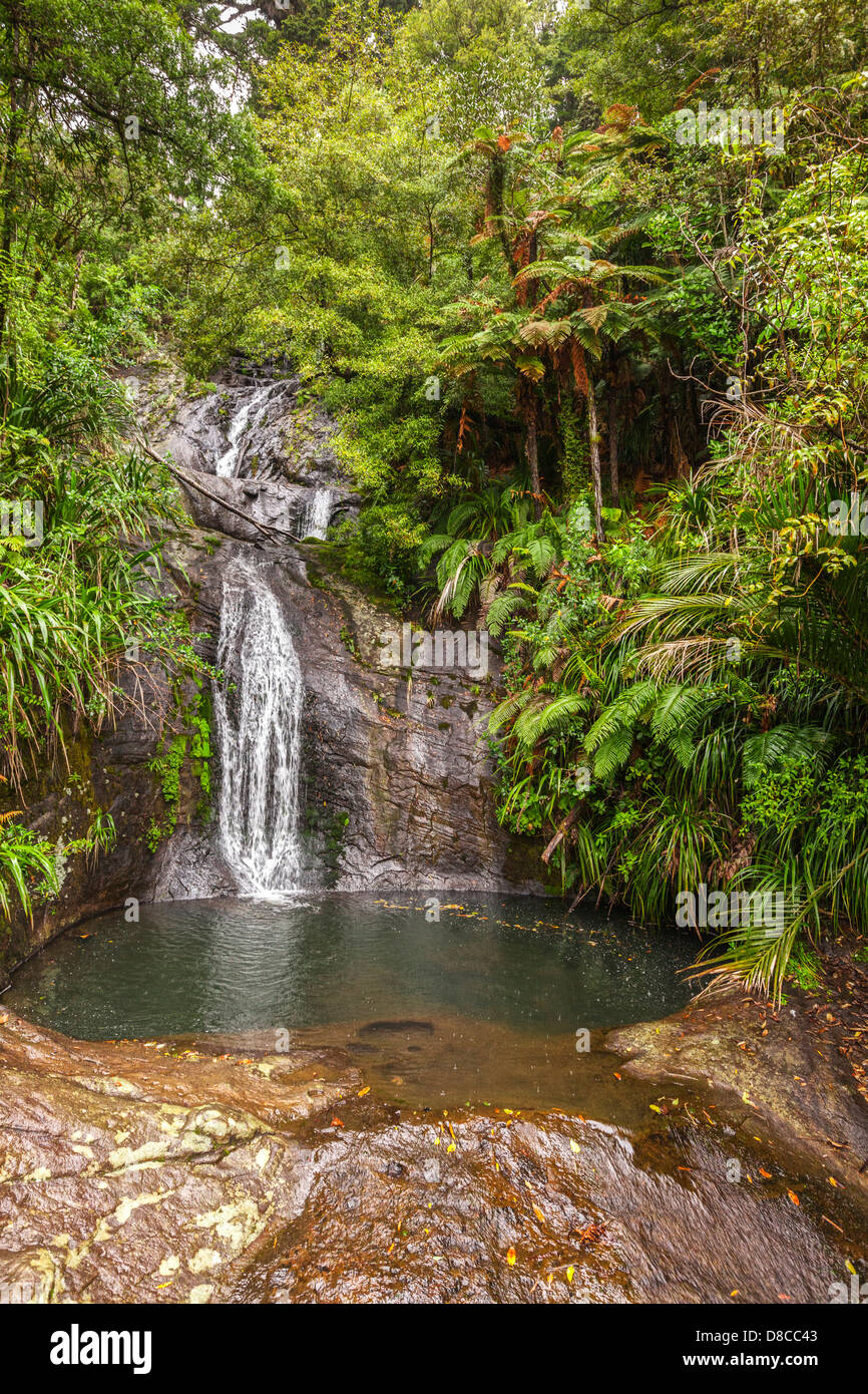 Le Fairy Falls, Waitakere è compreso il parco regionale, regione di Auckland, Nuova Zelanda Foto Stock