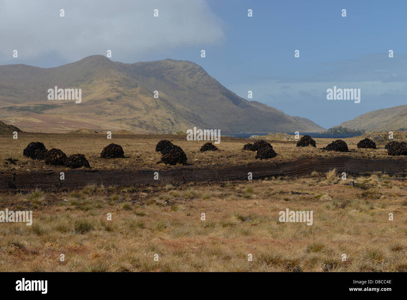 Irish Bog Sphagnum moss rilascia composti che preservare il tessuto umano, come il muschio decade, diventa la torba che può essere bruciato. Foto Stock