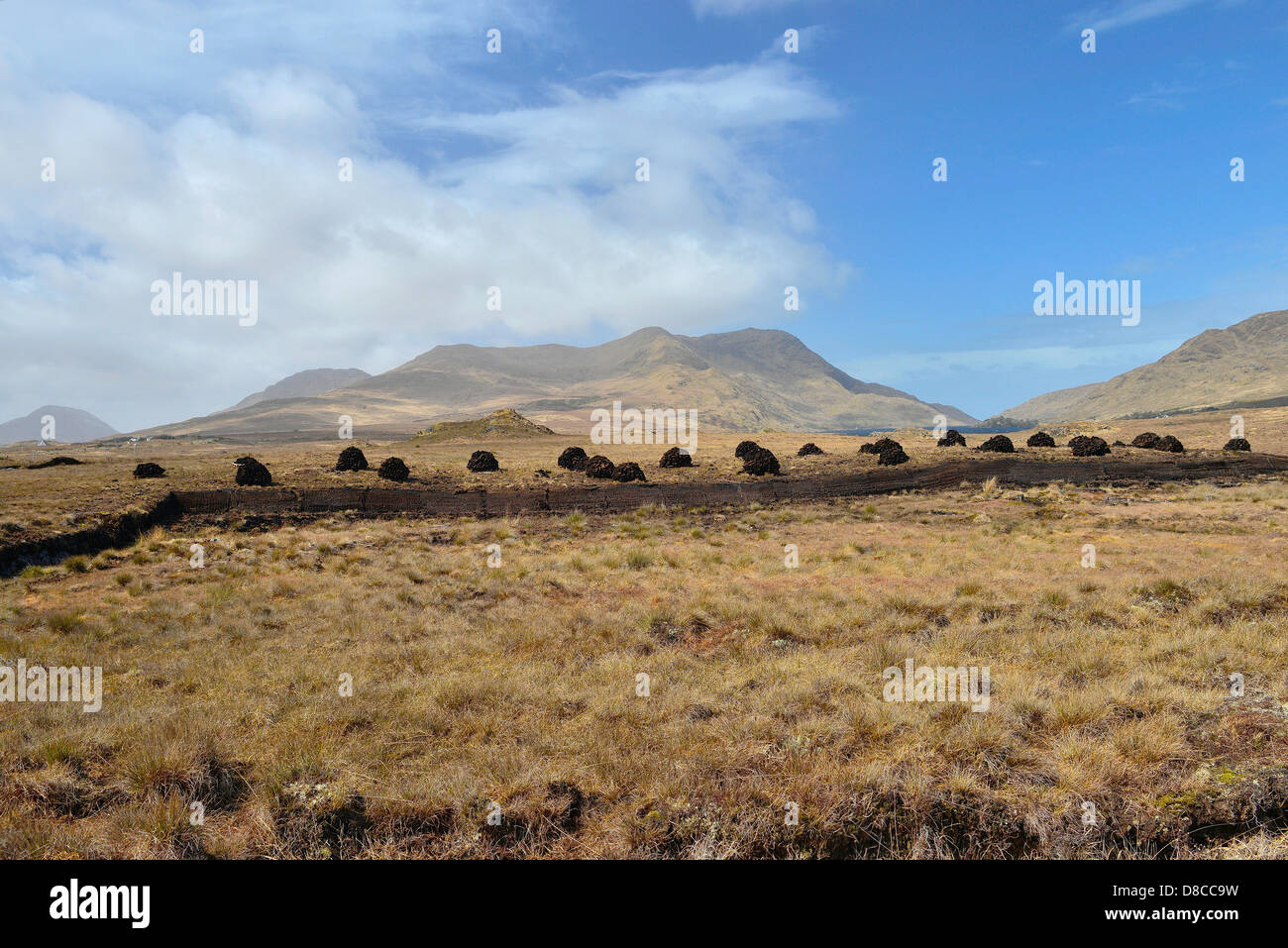 Irish Bog Sphagnum moss rilascia composti che preservare il tessuto umano, come il muschio decade, diventa la torba che può essere bruciato. Foto Stock