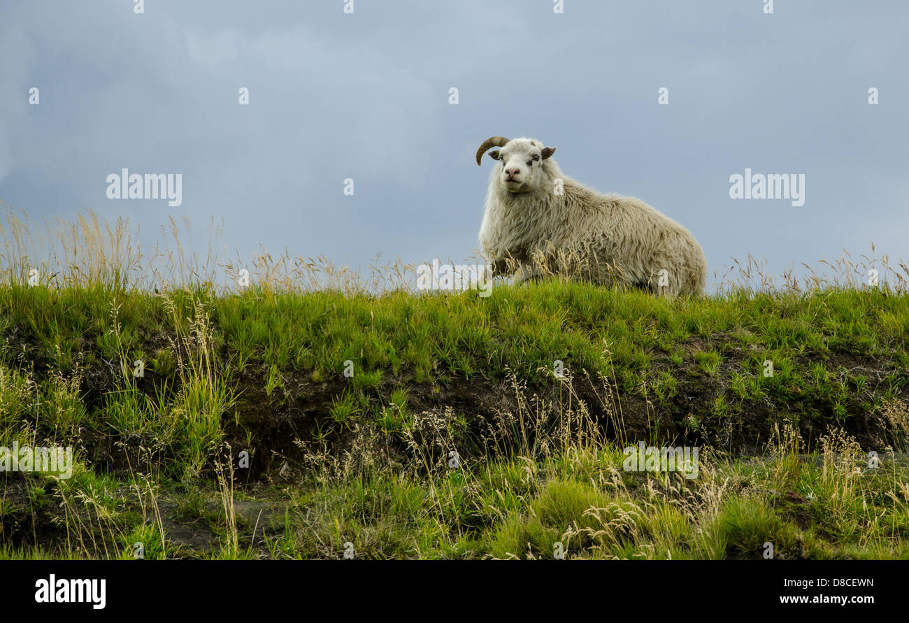 Islanda pecora con un corno rotto in appoggio sul campo Foto Stock