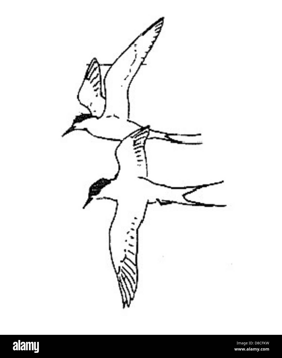 Un disegno in bianco e nero raffigurante due terns artiche in volo. L'illustrazione si concentra sul movimento aggraziato di questi uccelli migratori, noti per il loro viaggio a lunga distanza e per il distinto piumaggio. Foto Stock