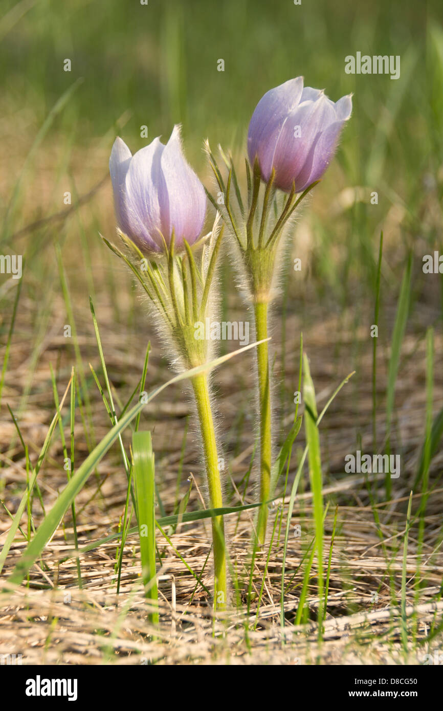 Un paio di Crocus preso nel Parco Nazionale di Jasper, Alberta, Canada Foto Stock