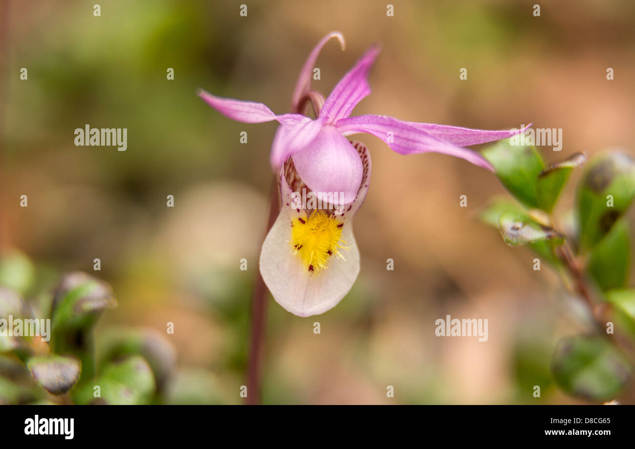 Un close-up di una pantofola di Venere. Foto Stock