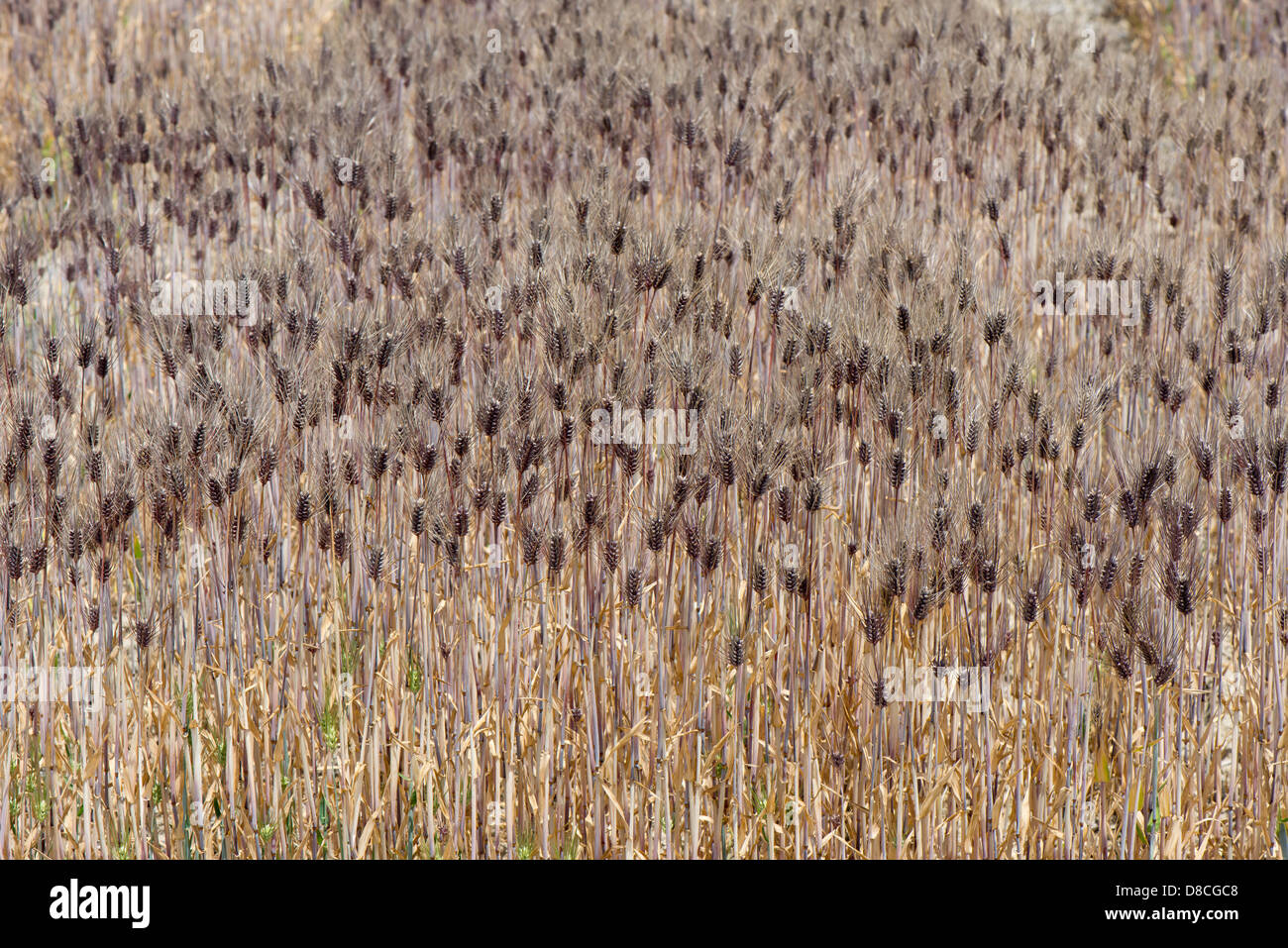 Il campo nero di erba di frumento Foto Stock