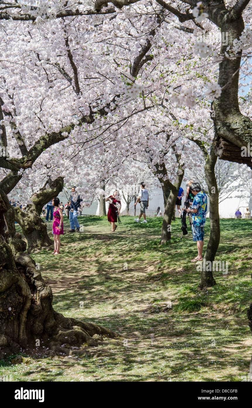 Cherry Blossom Festival, Washington DC Foto Stock