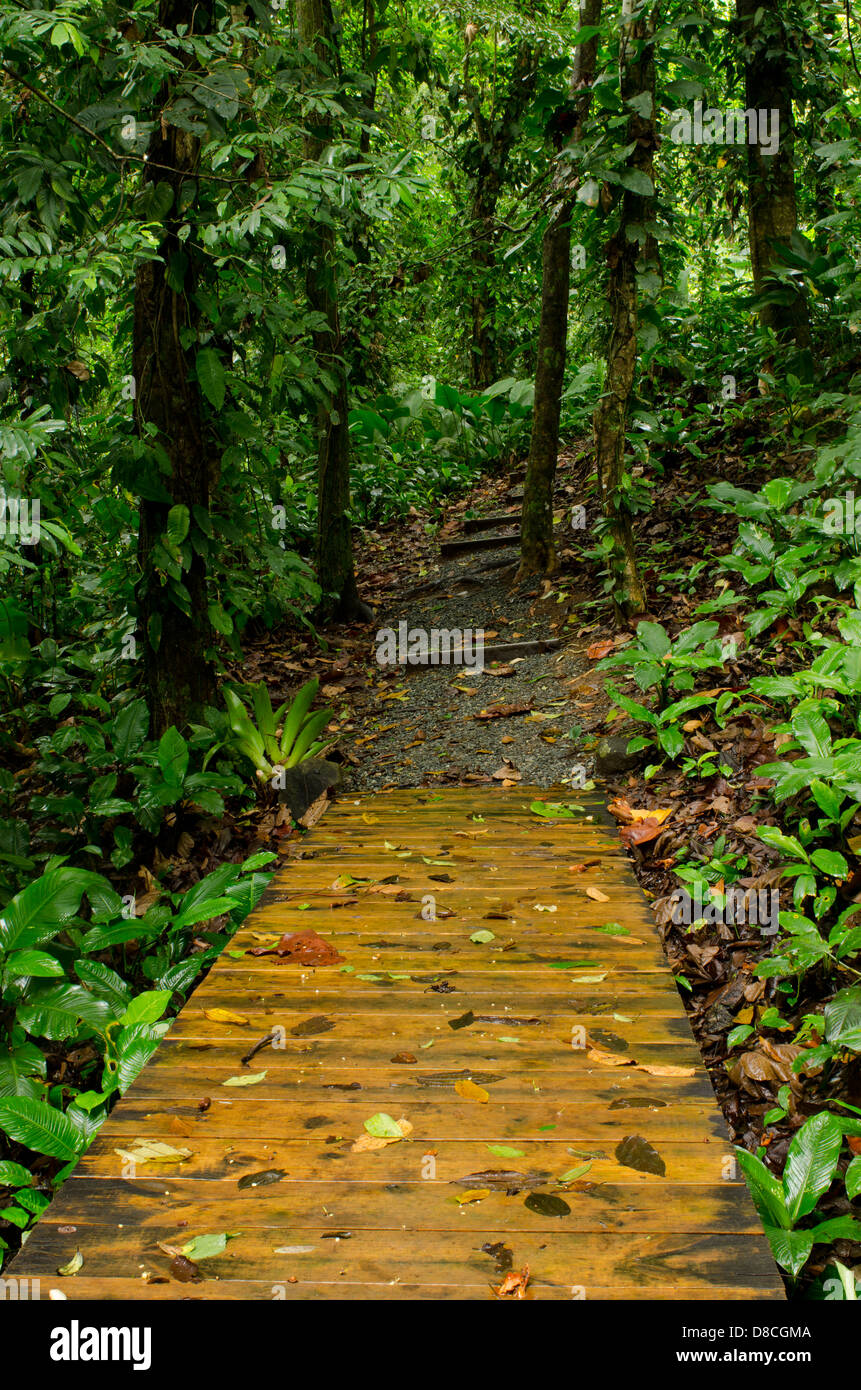 Percorso ecologico nella foresta pluviale. Isola Bastimentos Foto Stock