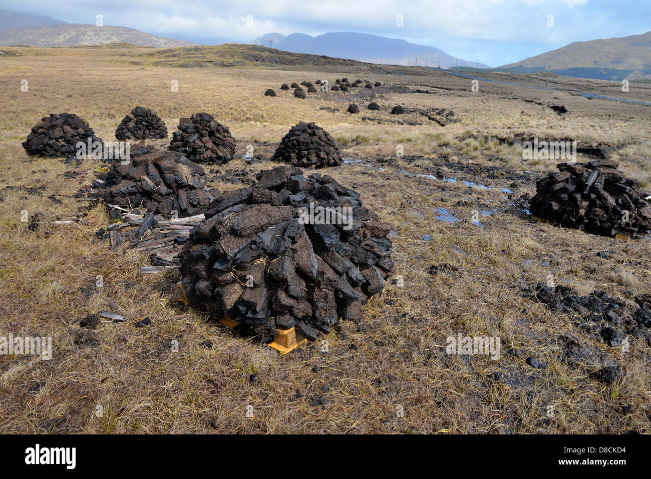 Irish Bog Sphagnum moss rilascia composti che preservare il tessuto umano, come il muschio decade, diventa la torba che può essere bruciato. Foto Stock