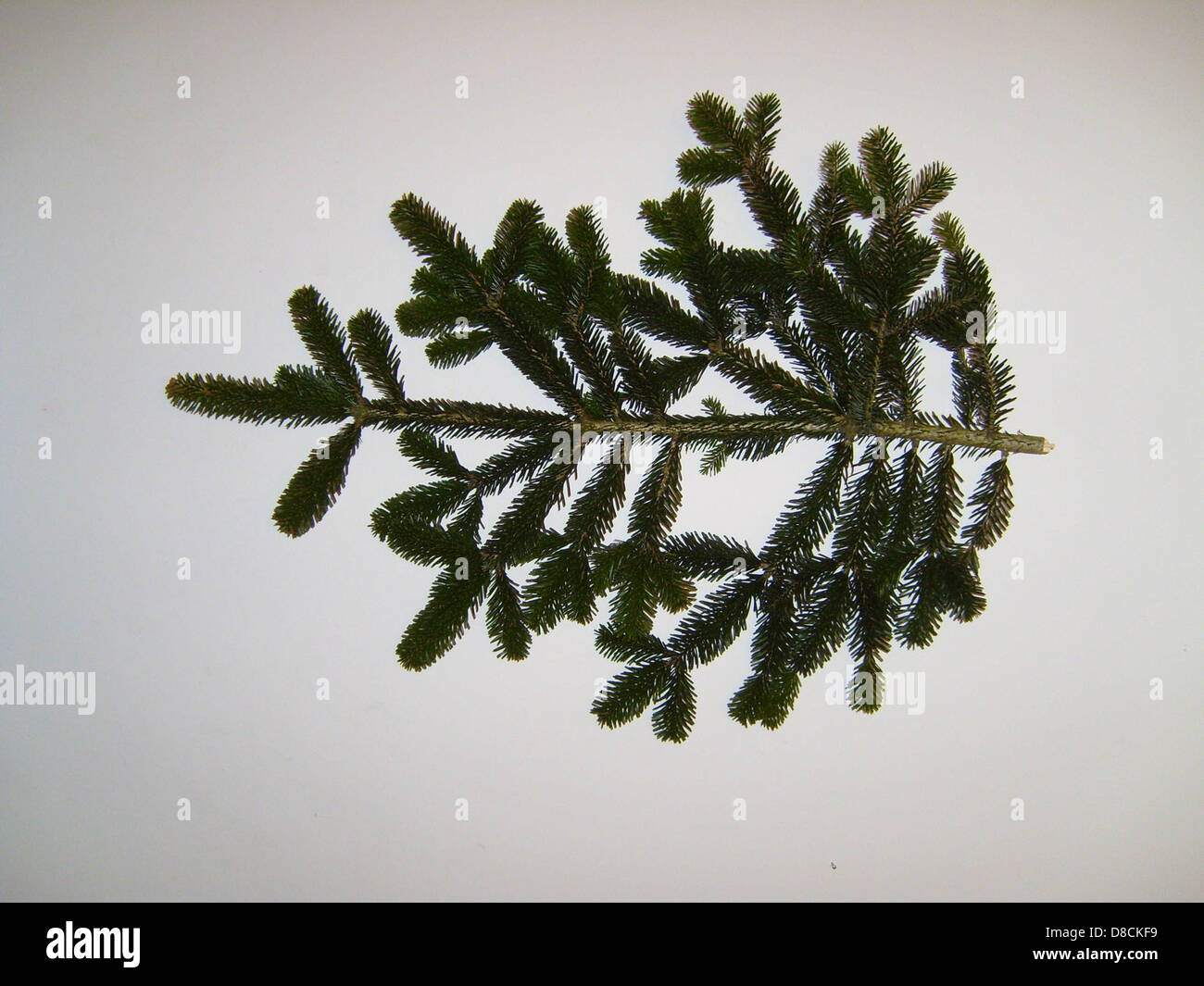 Un primo piano di un ramo di abete, che mostra gli aghi verdi densi e la struttura, comunemente presenti nelle foreste di conifere. Foto Stock