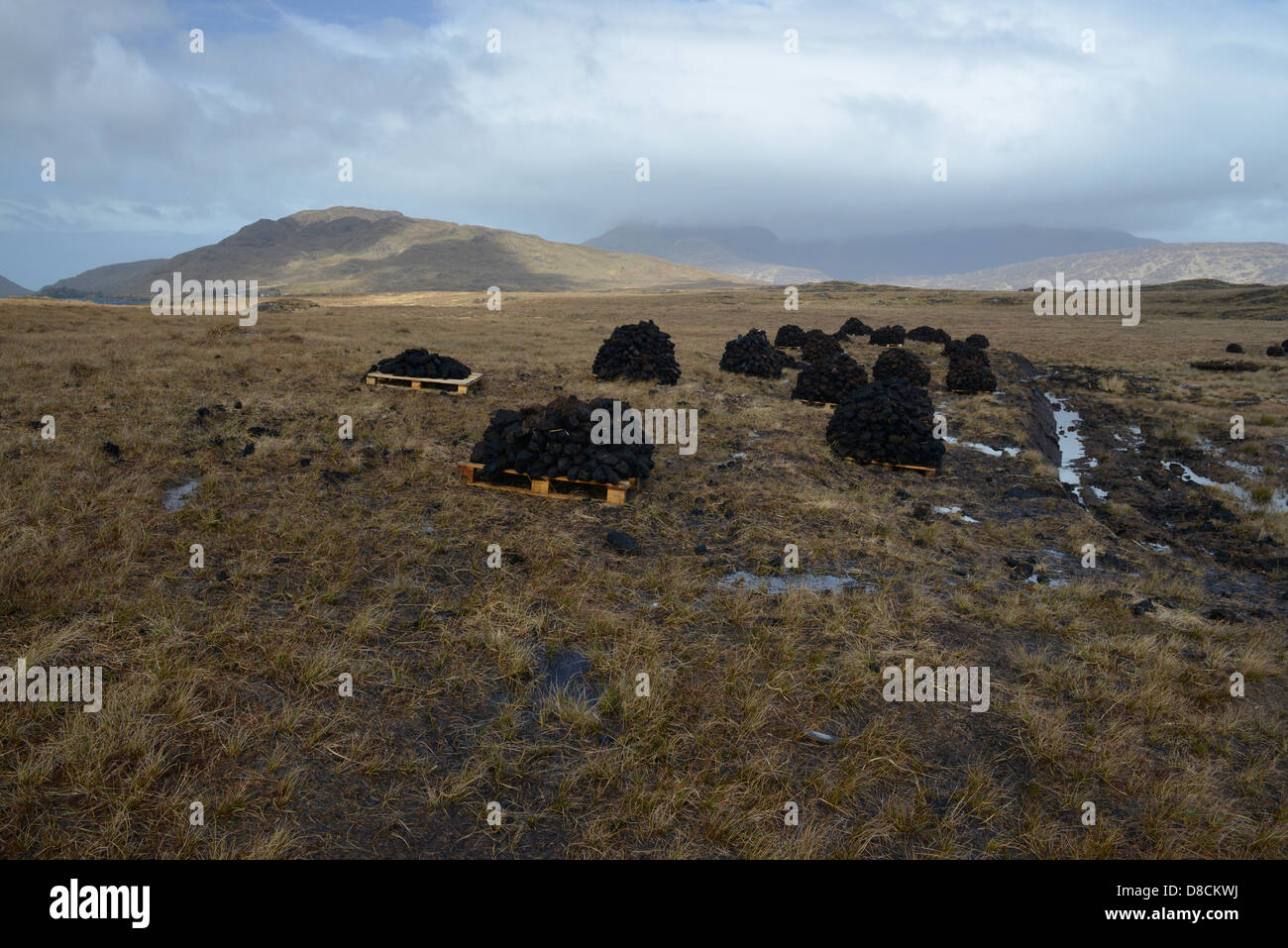 Irish Bog Sphagnum moss rilascia composti che preservare il tessuto umano, come il muschio decade, diventa la torba che può essere bruciato. Foto Stock