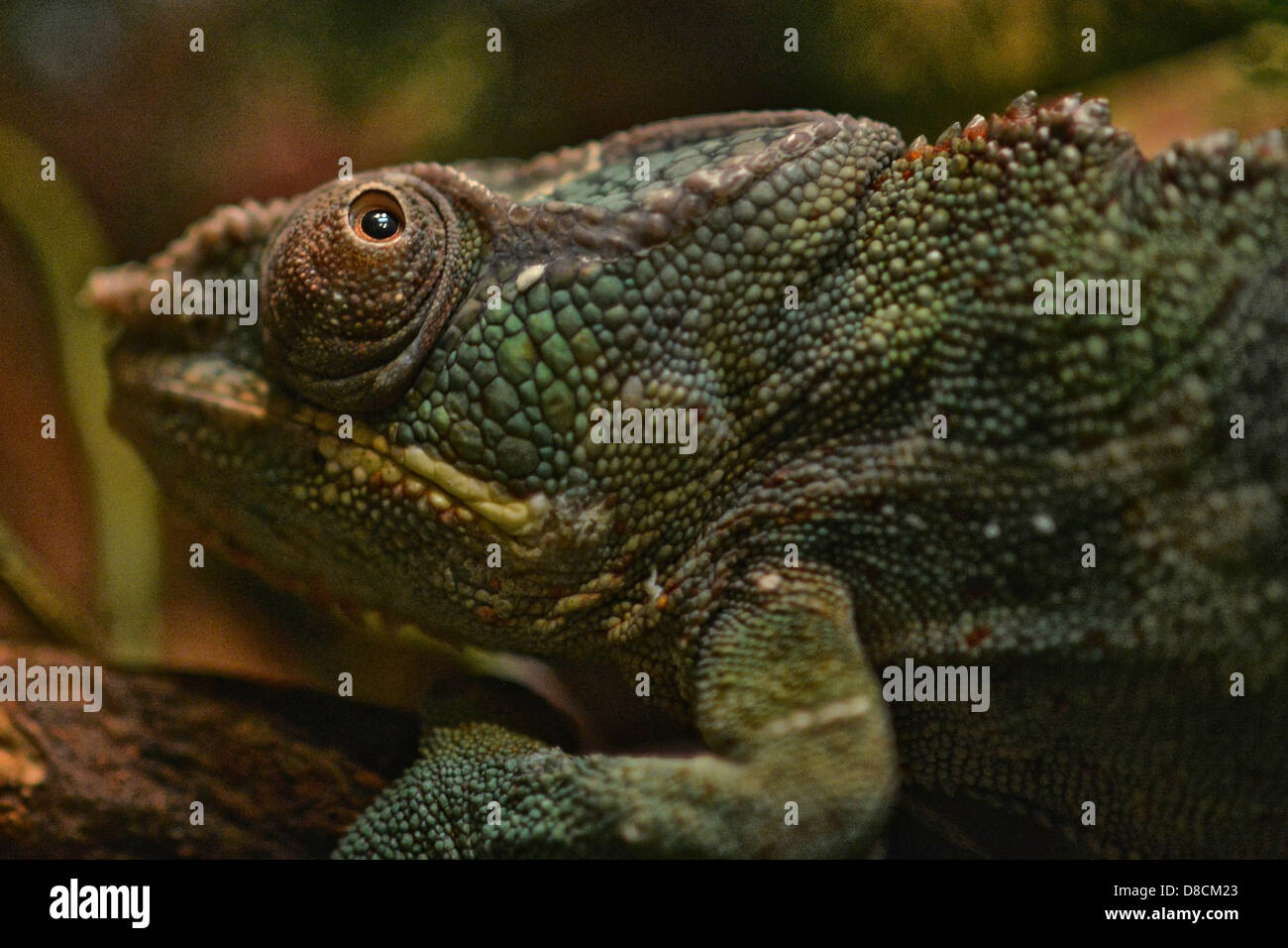 Panther chameleon ( Furcifer pardalis ), mimetism, occhio, rettile, animale, Foto Stock