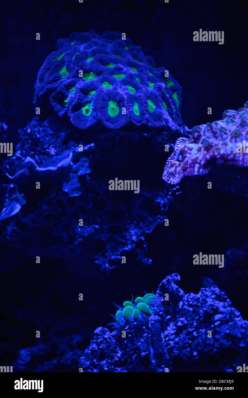 Coralli fluorescenti. Molti coralli sono intensamente fluorescenti ai certe lunghezze d'onda di luce. Foto Stock