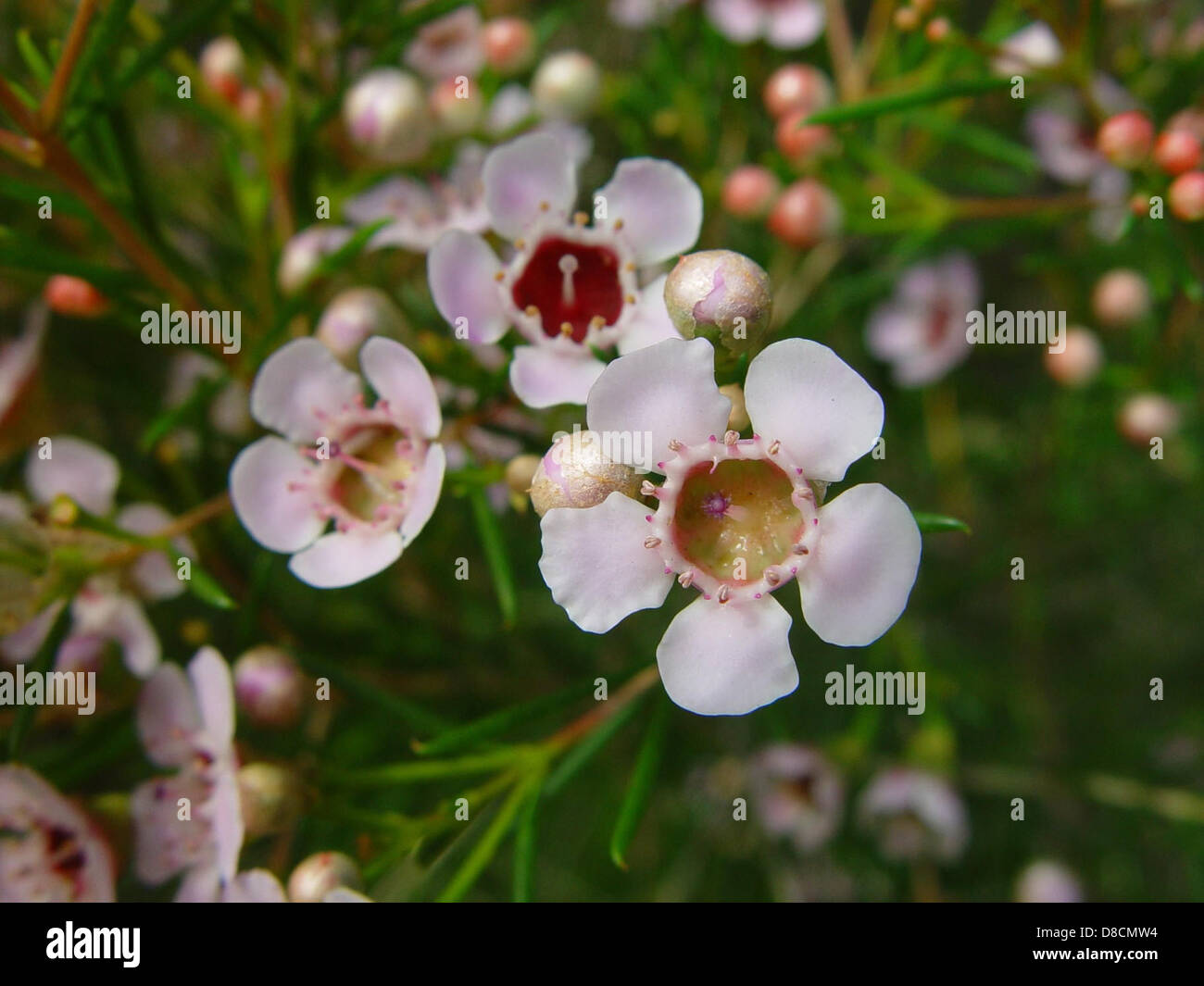 Un primo piano di fiori di cera Geraldton, noti per le loro delicate fioriture a forma di stella. Questi fiori sono originari dell'Australia Occidentale e prosperano in condizioni costiere asciutte, aggiungendo un tocco di colore al paesaggio. Foto Stock