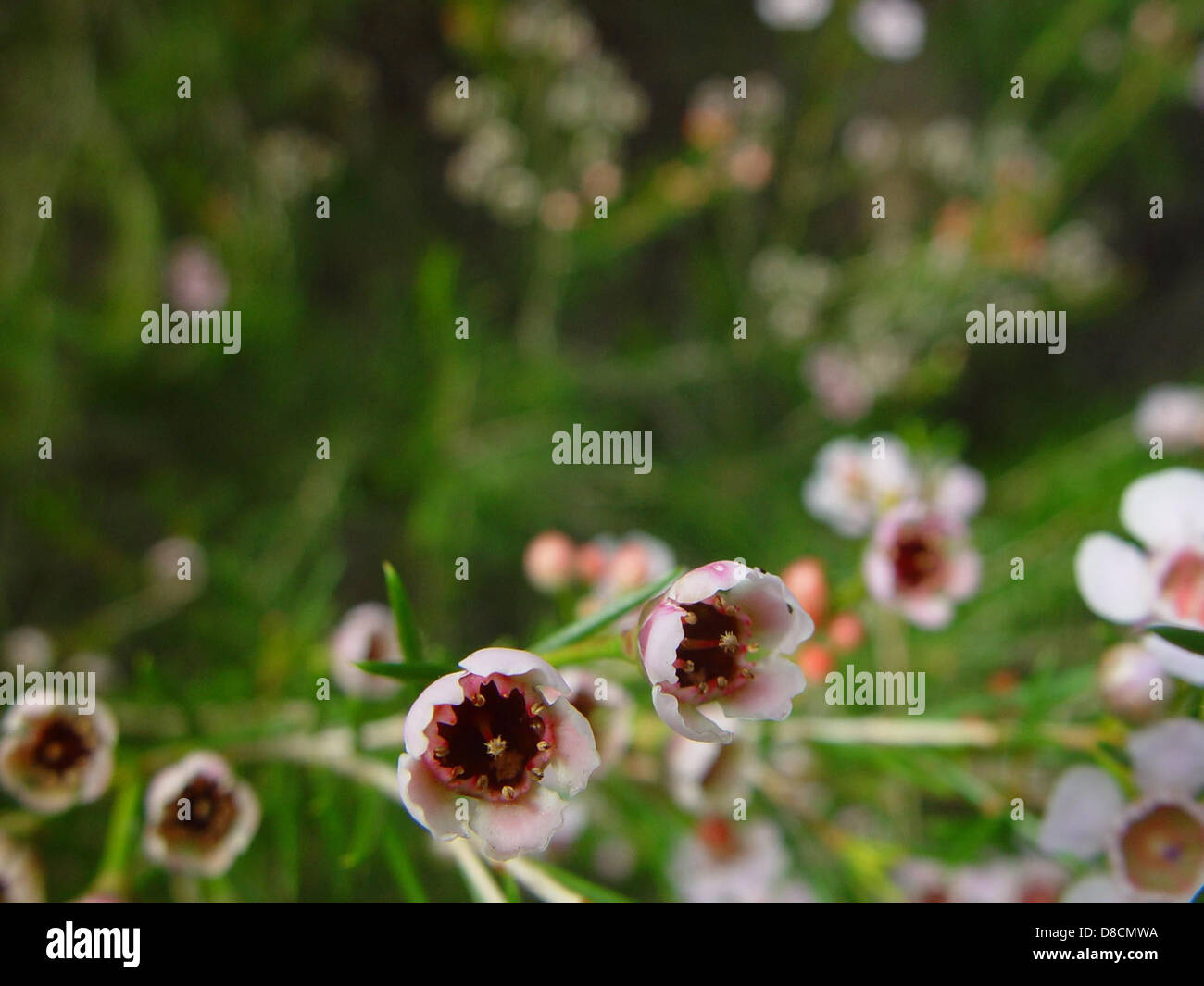 Un primo piano di fiori di cera Geraldton, originari dell'Australia occidentale. Le piccole e vibranti fioriture sono bianche con accenti rosa, comunemente usate nella fioritura e nel giardinaggio ornamentale. Foto Stock