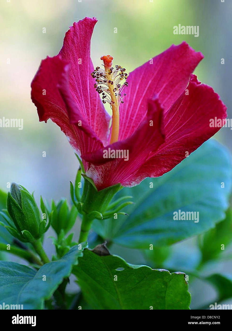 Un vivace fiore di ibisco in piena fioritura, che mostra i suoi grandi petali e il colore brillante. I fiori di ibisco si trovano spesso nei climi tropicali e subtropicali e sono noti per la loro bellezza. Foto Stock