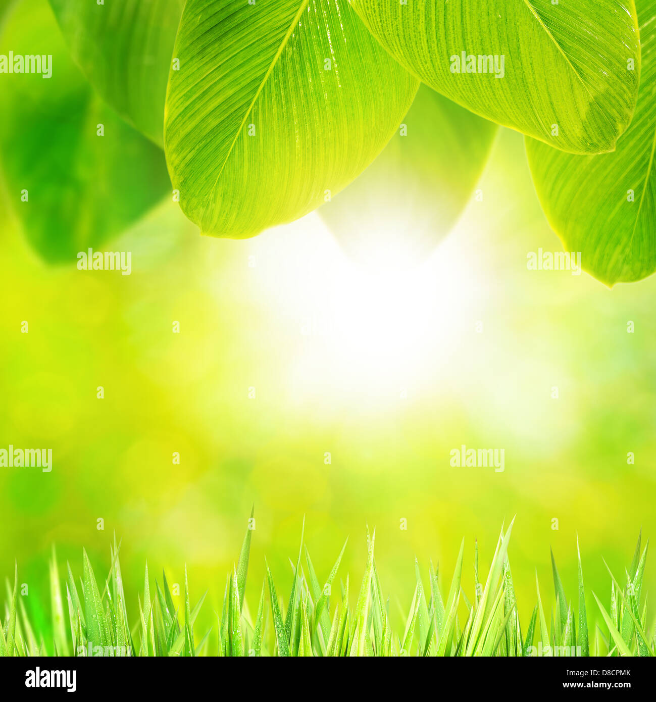 Natura coloratissima concetto. Composizione quadrata. Foto Stock