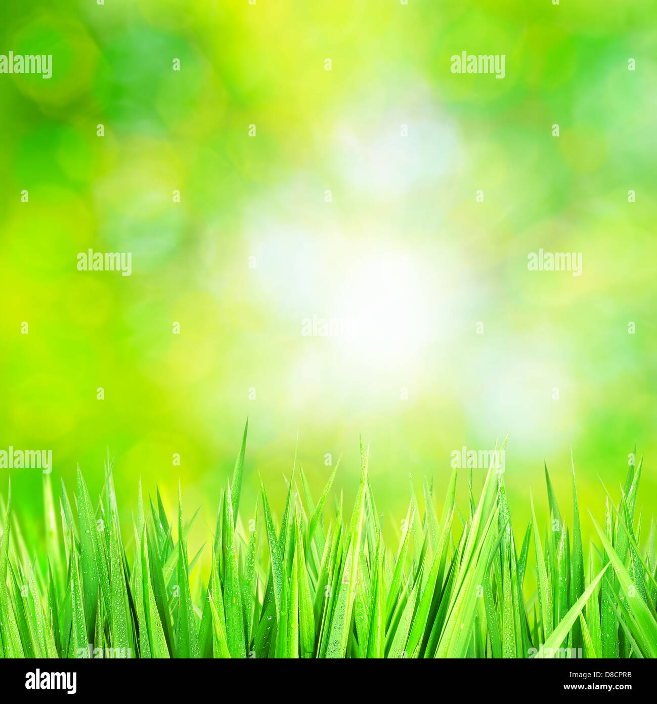 Erba verde con uno sfondo bokeh di sole Foto Stock