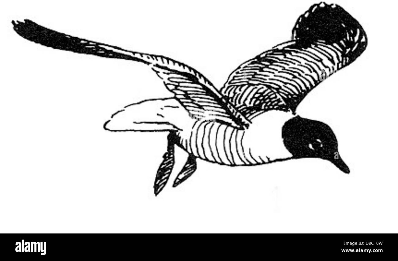 Un'opera d'arte dettagliata di un'atricilla Larus, o gabbiano ridendo, che cattura le sue caratteristiche distintive. Il disegno enfatizza le piume bianche luminose dell'uccello, le punte delle ali nere e il caratteristico richiamo ridendo. Foto Stock