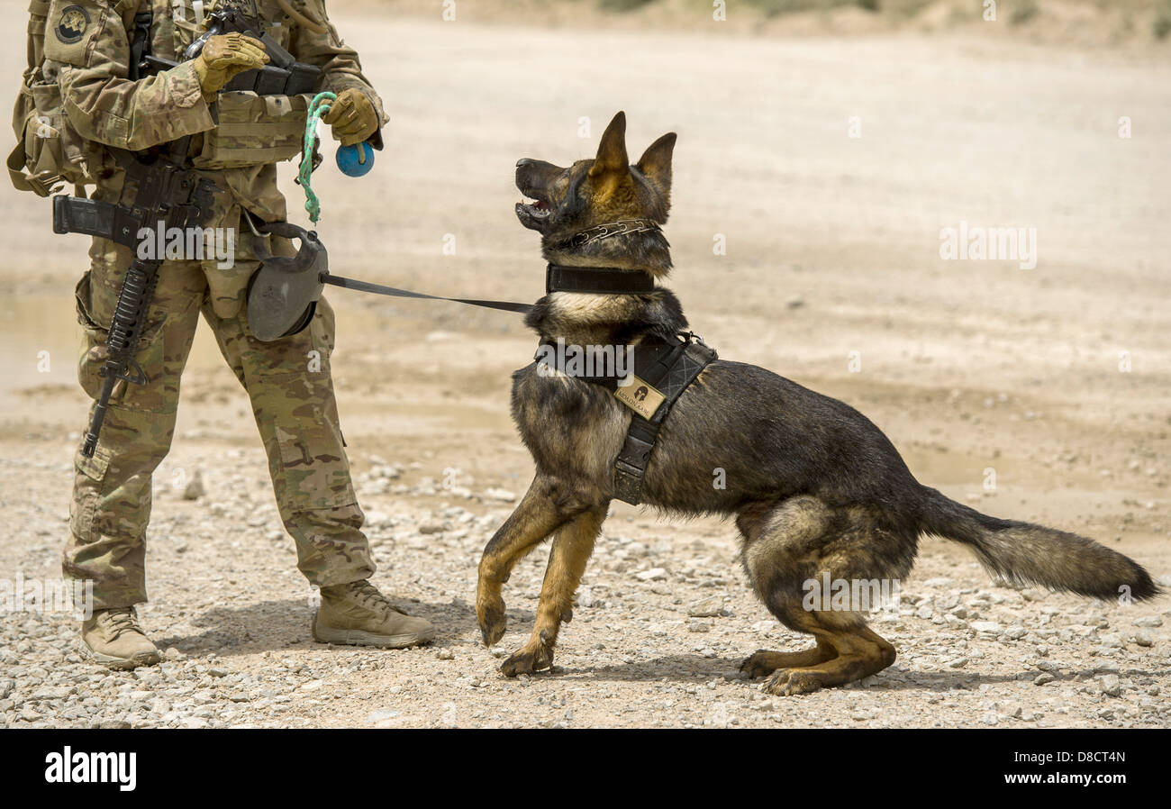 US Air Force Staff Sgt. Jessie Johnson, un militare di cane da lavoro gestore con la terza divisione di fanteria e il suo cane, Chrach durante il rilevamento di esplosivi di formazione a inoltrare una base operativa Pasab Aprile 24, 2013 in provincia di Kandahar, Afghanistan. Foto Stock