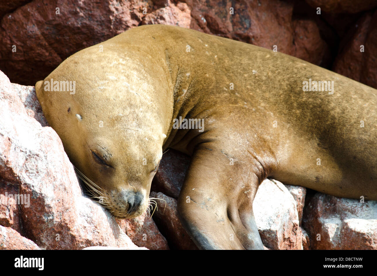 Paracas riserva nazionale. Sud Americana di pelliccia sigillo Arctocephalus australis nelle isole Ballestas. Il Perù. Foto Stock