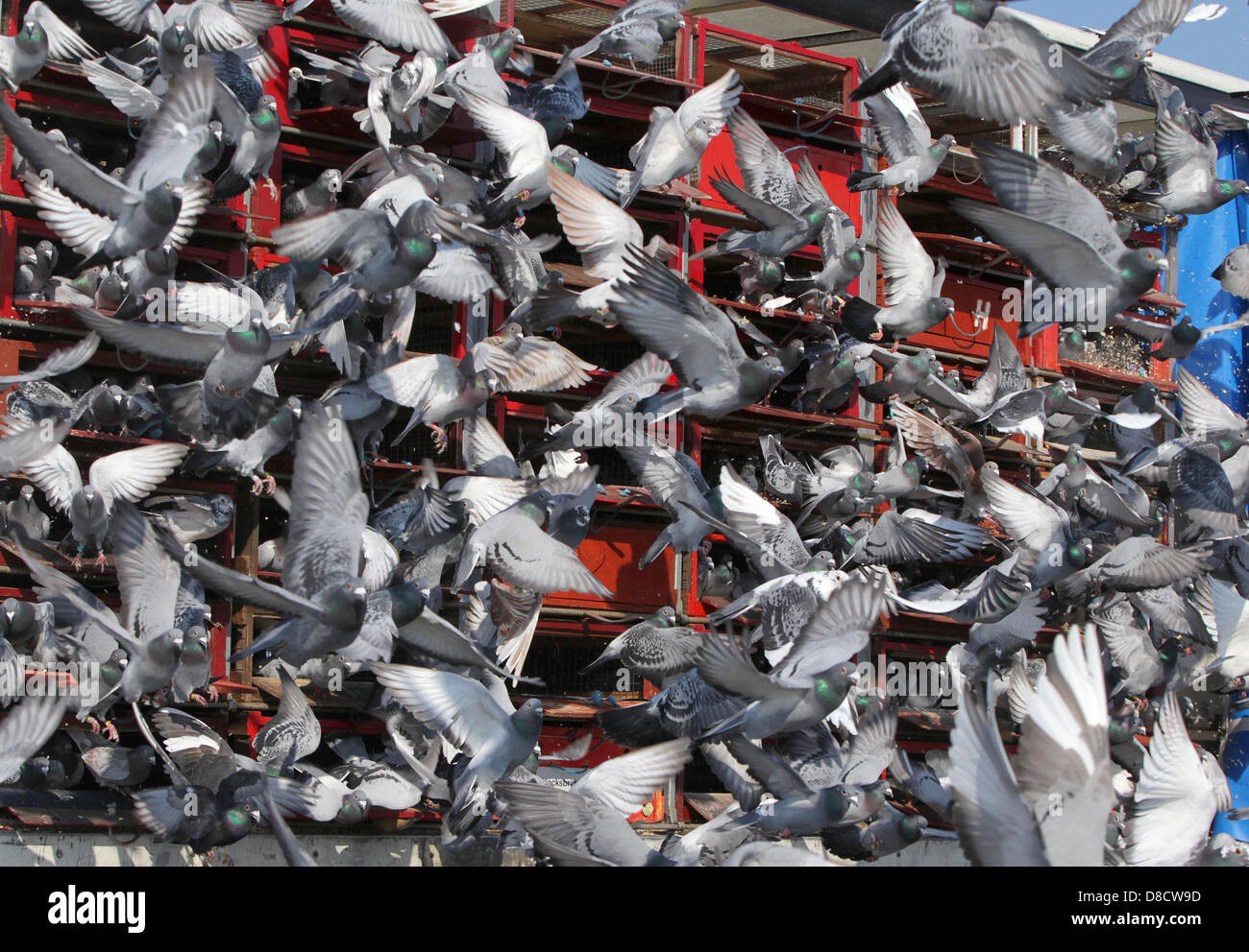 I piccioni viaggiatori sono liberati all'inizio di una gara. Foto di James Boardman. Foto Stock