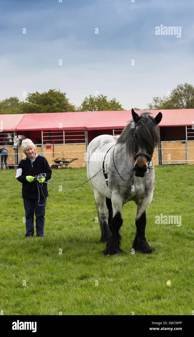 Heavy Horse Show Bysshee East Surrey in Inghilterra Foto Stock