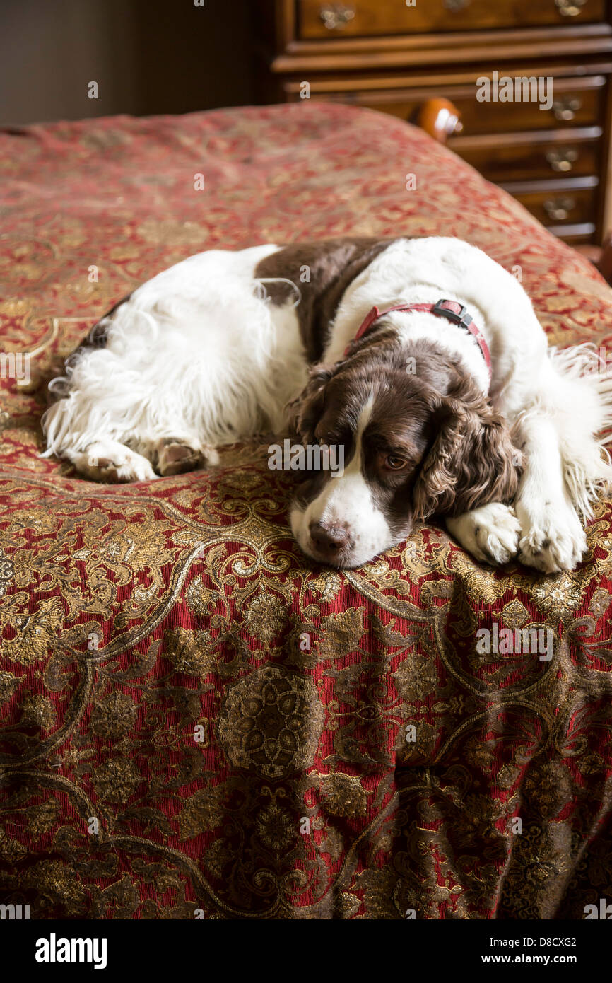Springer Spaniel Cane si rilassa sul letto padronale, STATI UNITI D'AMERICA Foto Stock