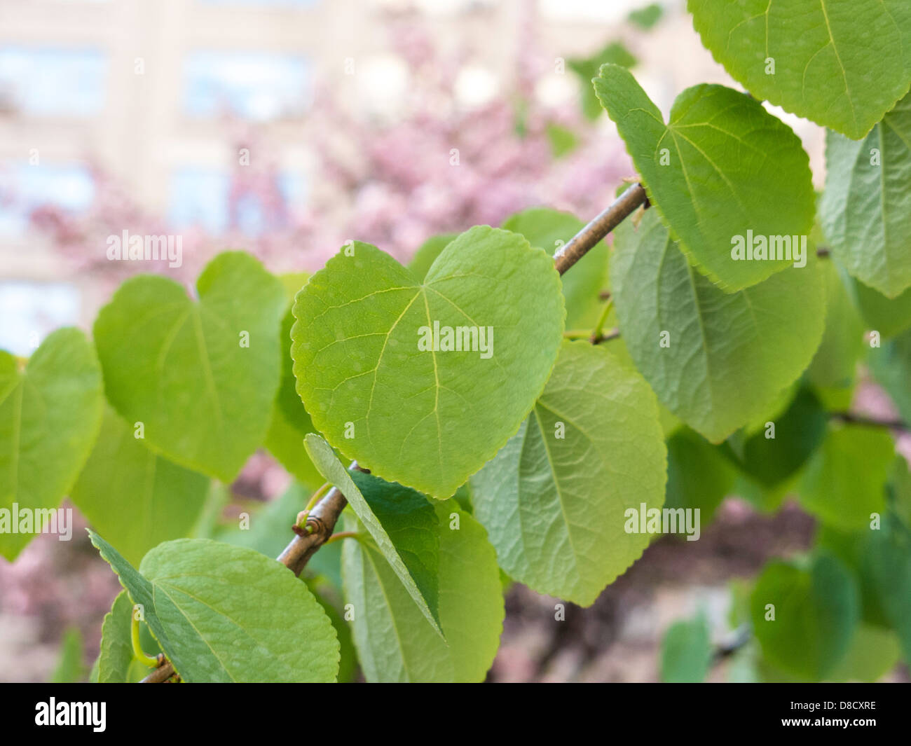 Albero di tiglio in primavera di rosa fiori di ciliegio in background, NYC Foto Stock