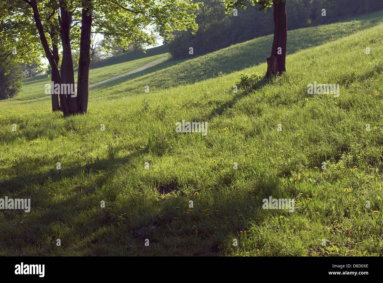 Ombra e luce bassa con il campo e alberi Foto Stock