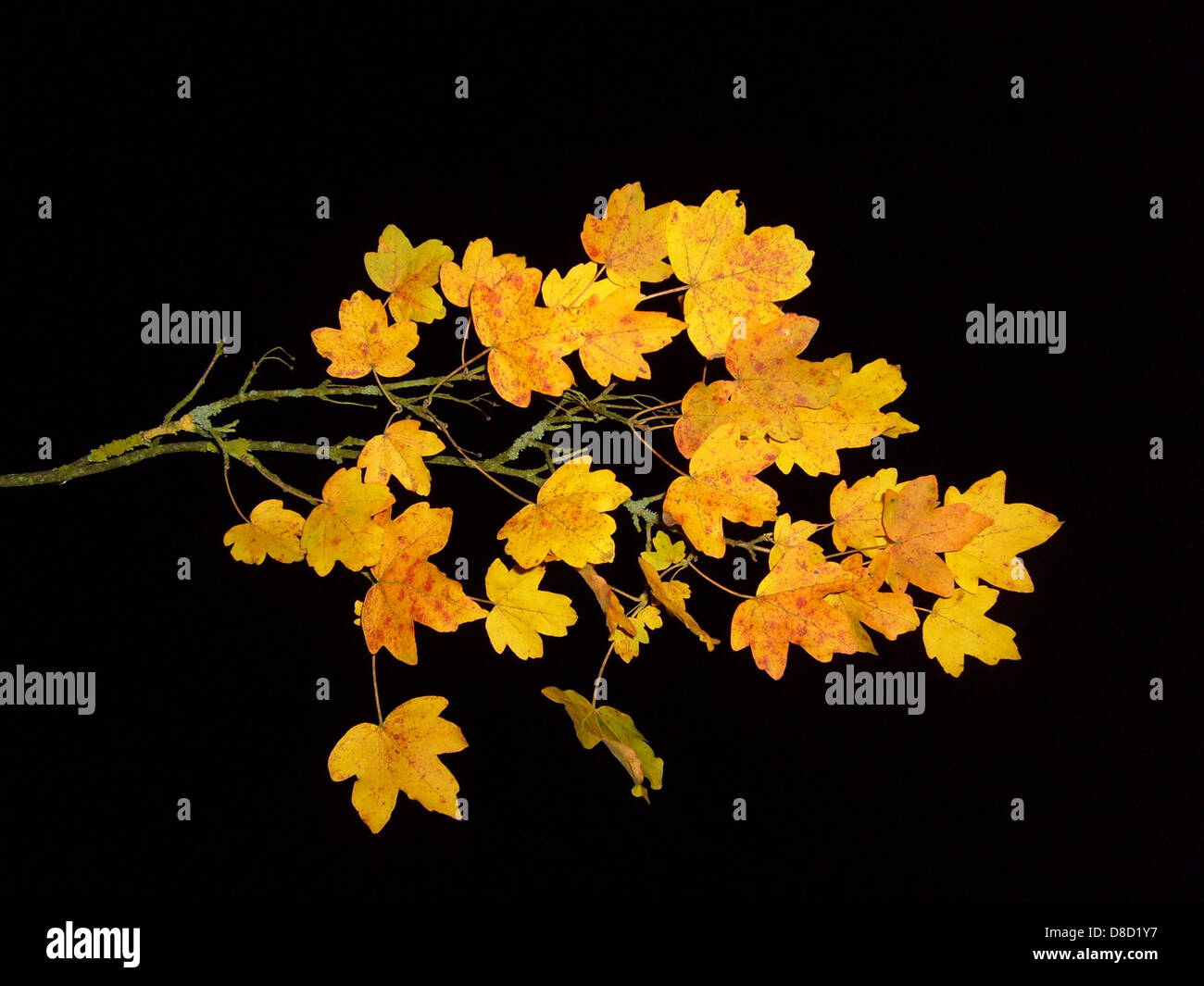 Foglie di ramo di foglie di acero in autunno nightshot studio. Foto Stock
