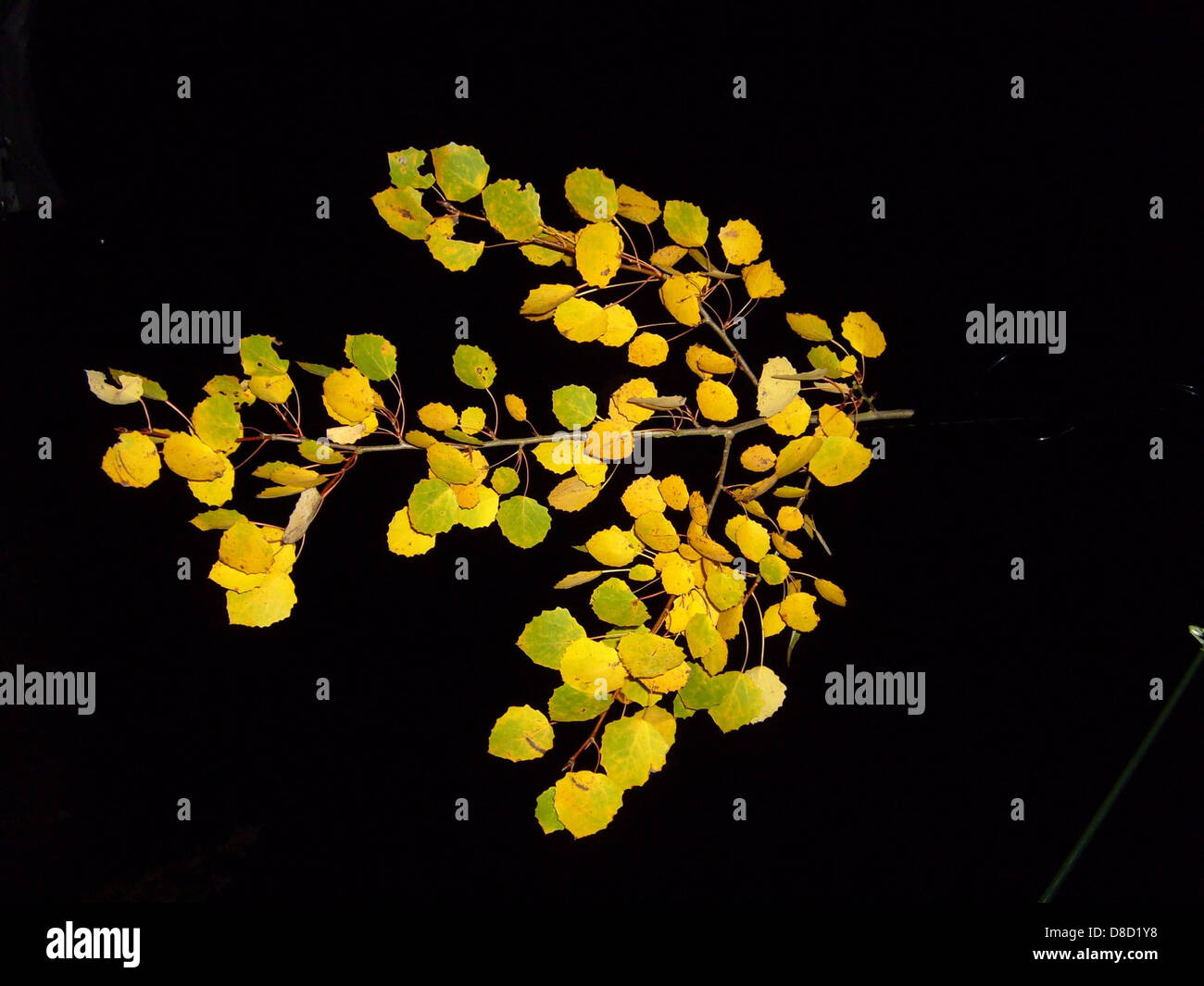 Foglie di ramo di foglie di autunno di pioppo nightshot. Foto Stock