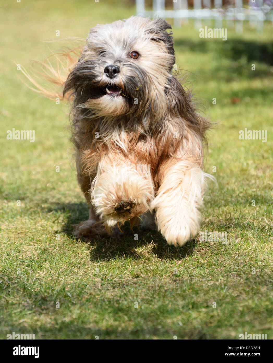 Tibetan Terrier cane che corre in giardino Foto Stock