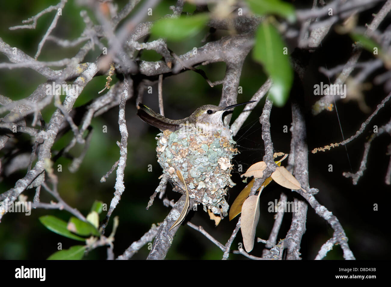 Nero-chinned Hummingbird nesting in un albero, Christoval, Texas, Stati Uniti d'America Foto Stock