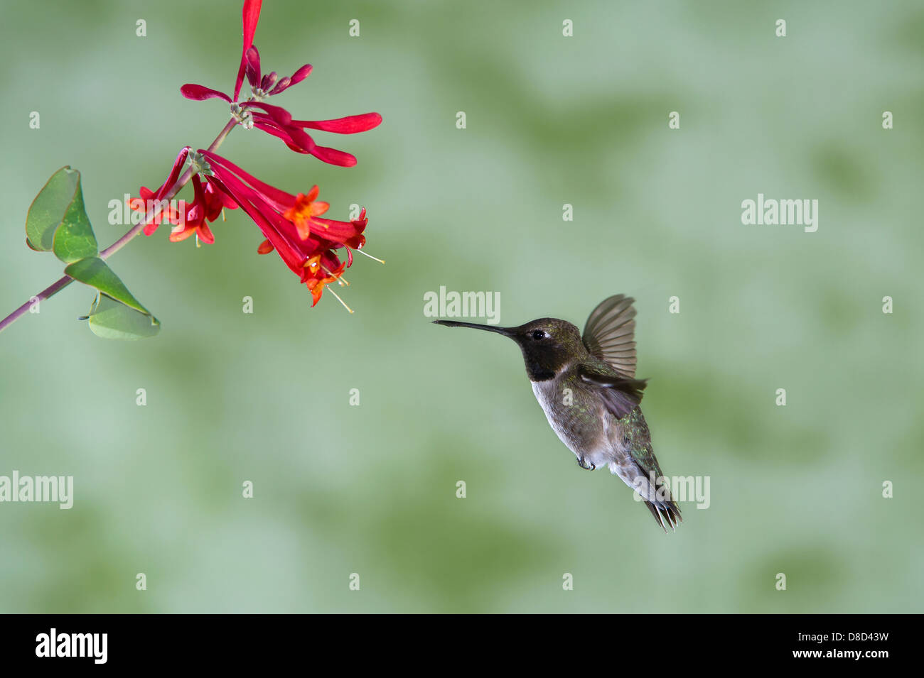 Nero-chinned Hummingbird rovistando un fiore in Christoval, Texas, Stati Uniti d'America Foto Stock