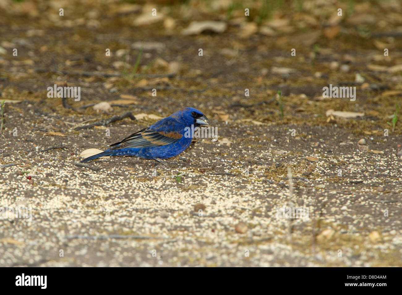 Grosbeak blu in cerca di cibo sul terreno, Christoval, Texas, Stati Uniti d'America Foto Stock