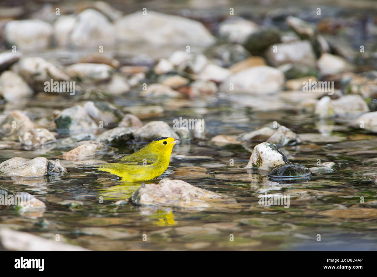 Il Wilson's trillo bird di balneazione in una pozza rocciose, Christoval, Texas, Stati Uniti d'America Foto Stock