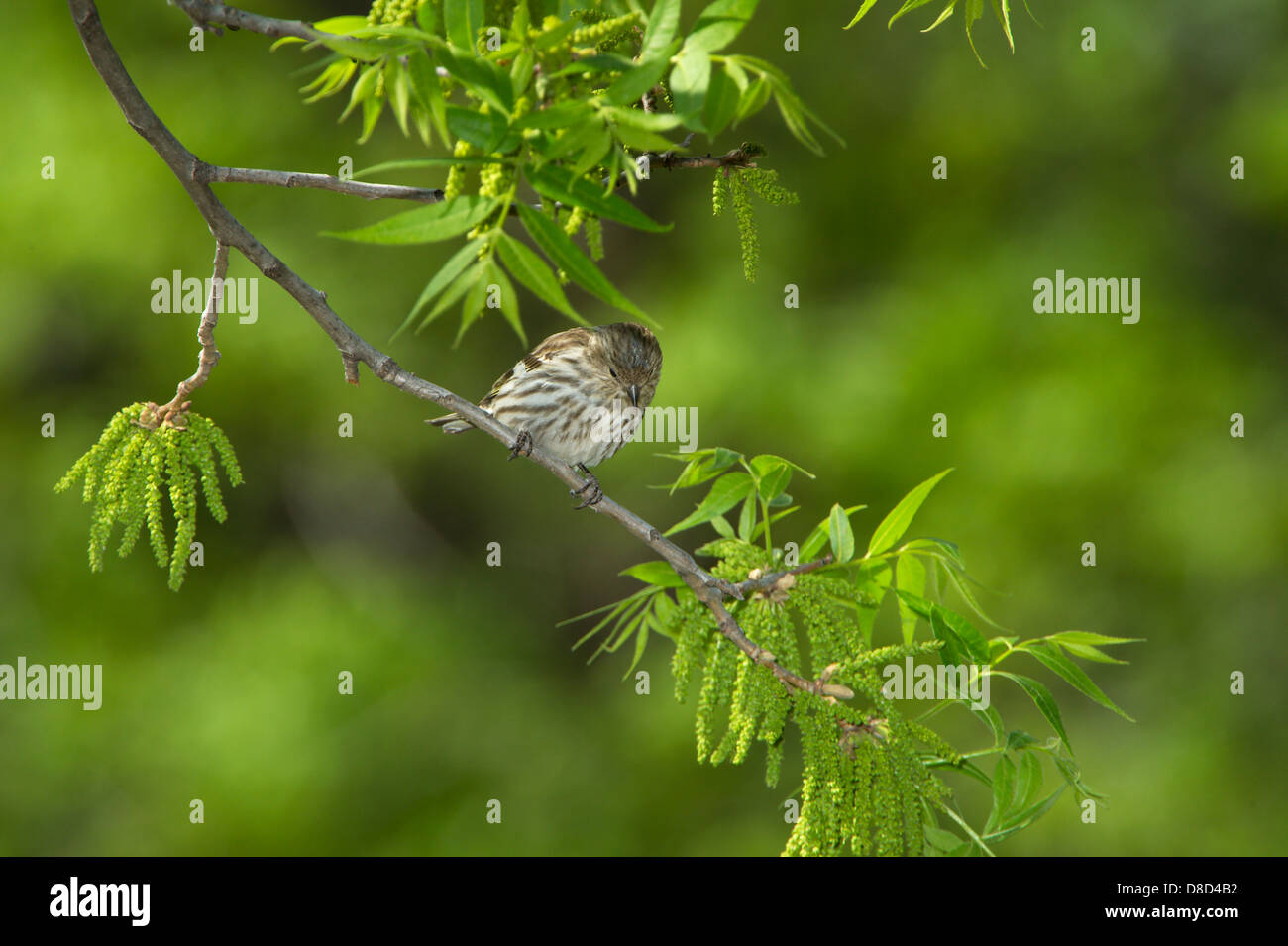 Pine lucherino uccello appollaiato su un ramo, Christoval, Texas, Stati Uniti d'America Foto Stock