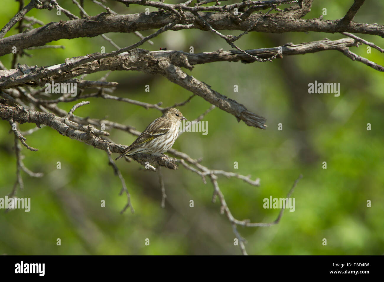 Pine lucherino uccello appollaiato su un ramo, Christoval, Texas, Stati Uniti d'America Foto Stock