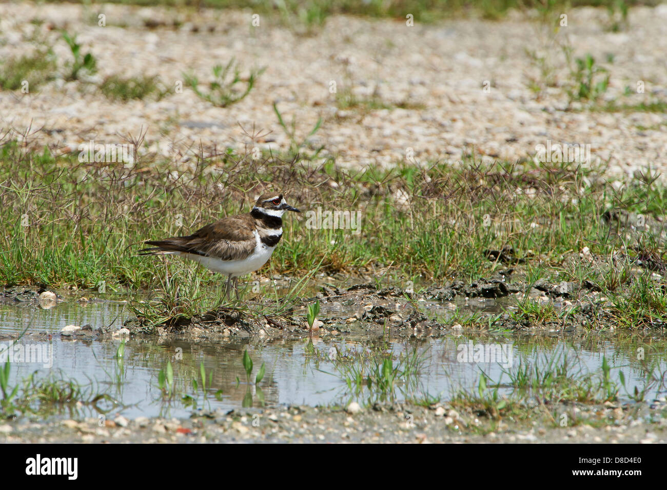 Killdeer bird in cerca di cibo in una palude, penisola di Bolivar, Texas, Stati Uniti d'America Foto Stock