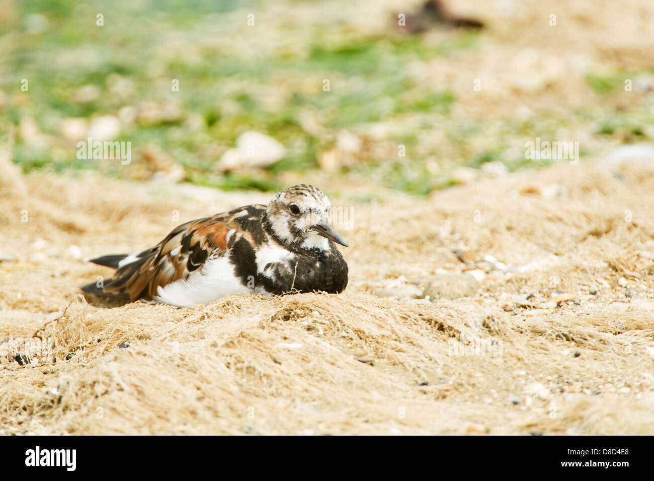 Killdeer bird in appoggio sulla sabbia, penisola di Bolivar, Texas, Stati Uniti d'America Foto Stock