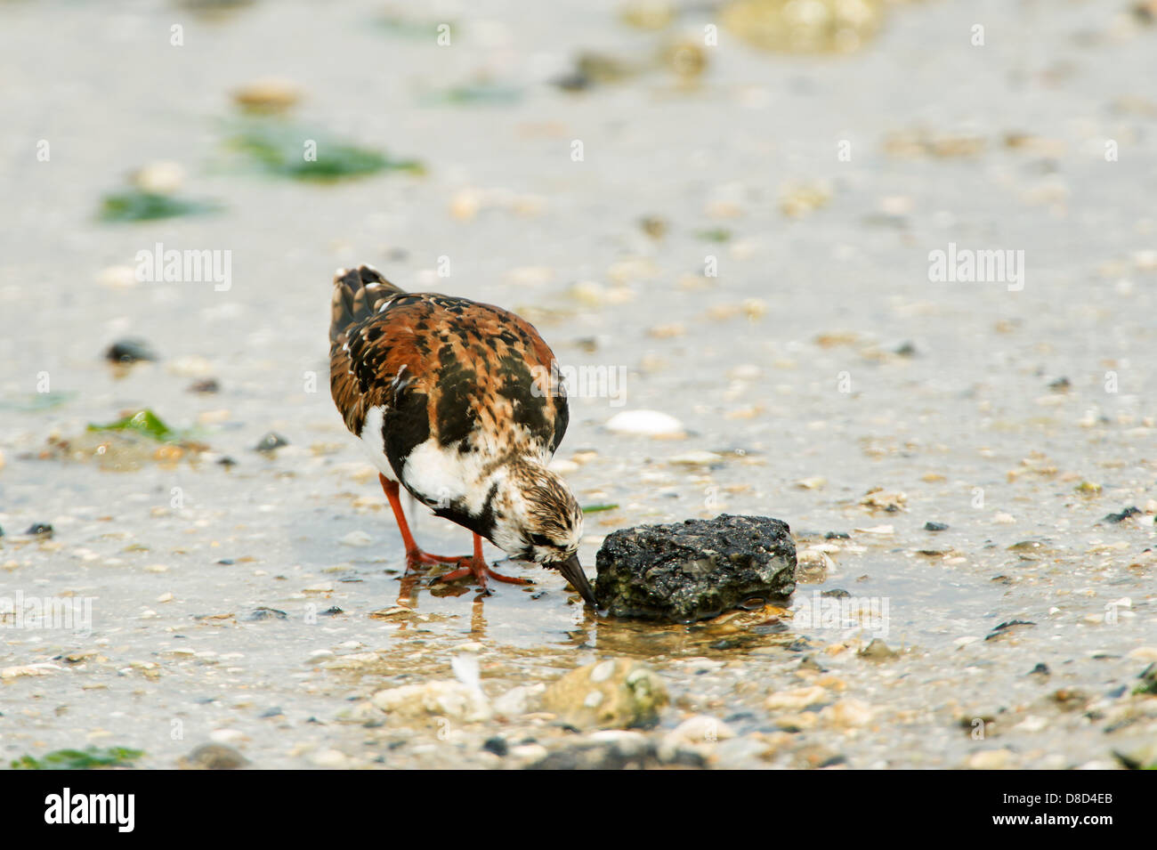 Voltapietre bird in cerca di cibo in una palude, penisola di Bolivar, Texas, Stati Uniti d'America Foto Stock