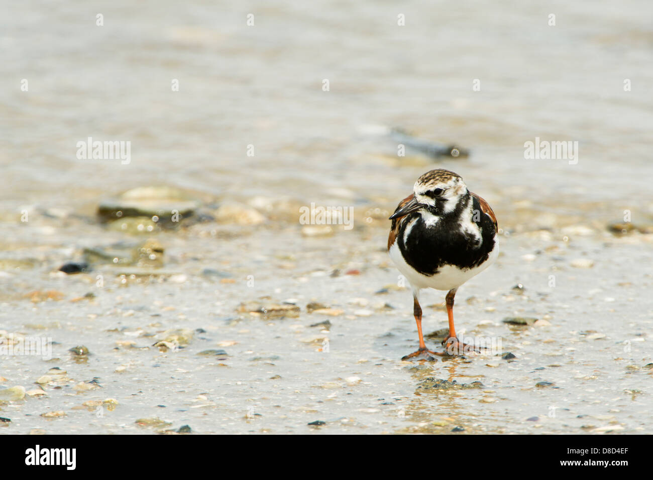 Voltapietre bird in cerca di cibo in una palude, penisola di Bolivar, Texas, Stati Uniti d'America Foto Stock
