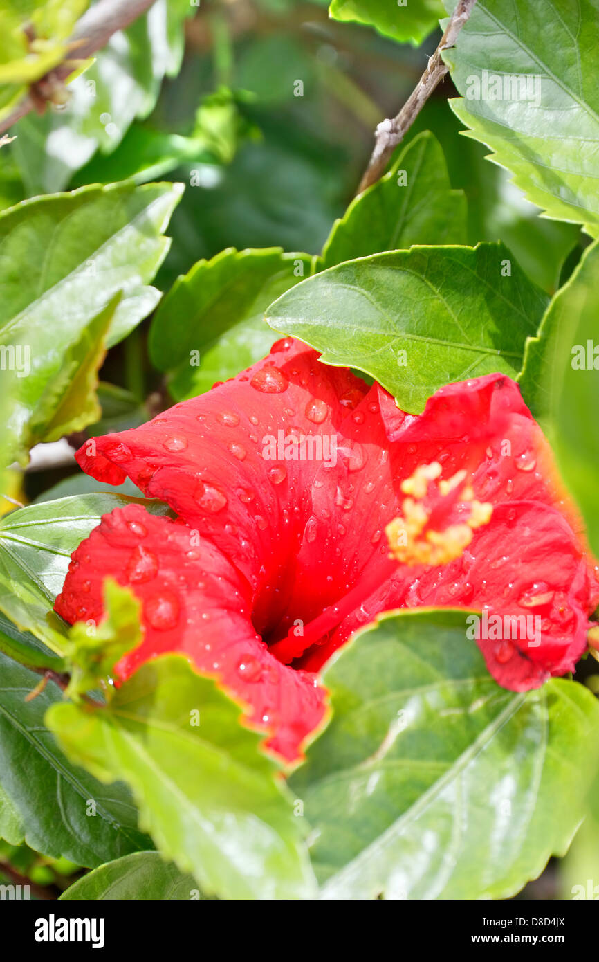 Red Hibiscus ricoperto di fiori con gocce di pioggia, Cipro Foto Stock