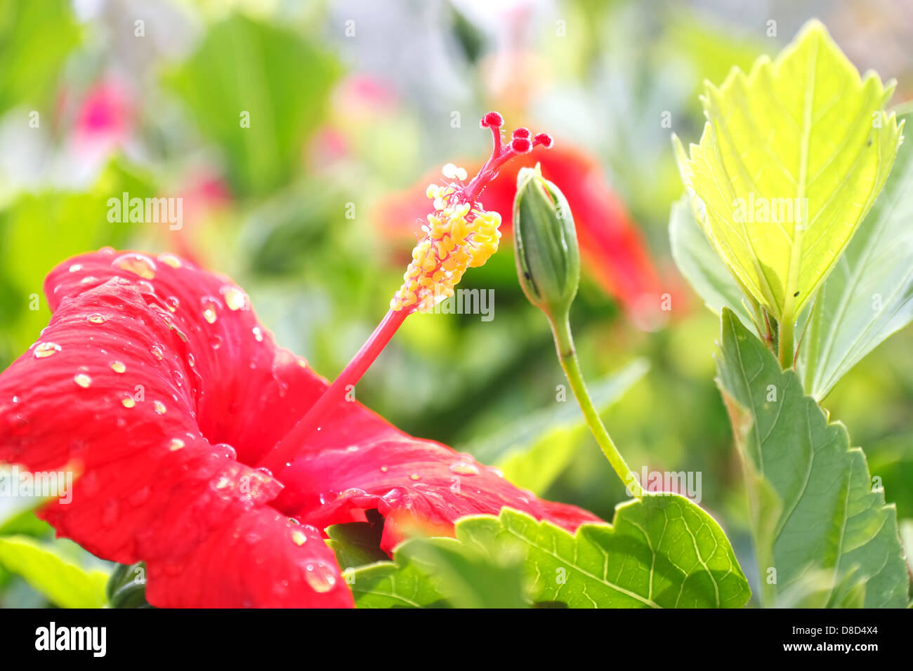 Red Hibiscus ricoperto di fiori con gocce di pioggia, Cipro Foto Stock