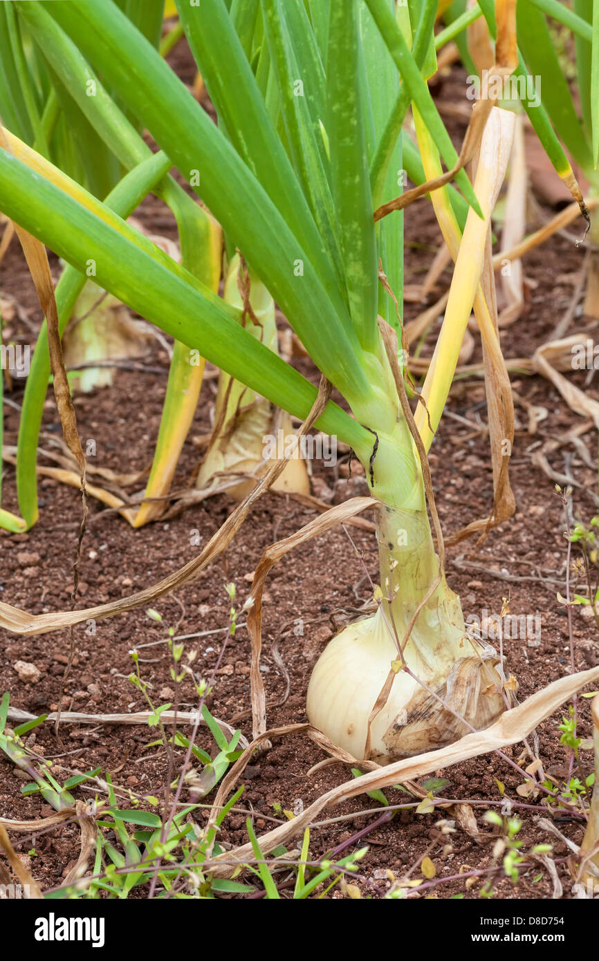Bermuda cipolle crescono nel giardino di casa o agriturismo. Foto Stock